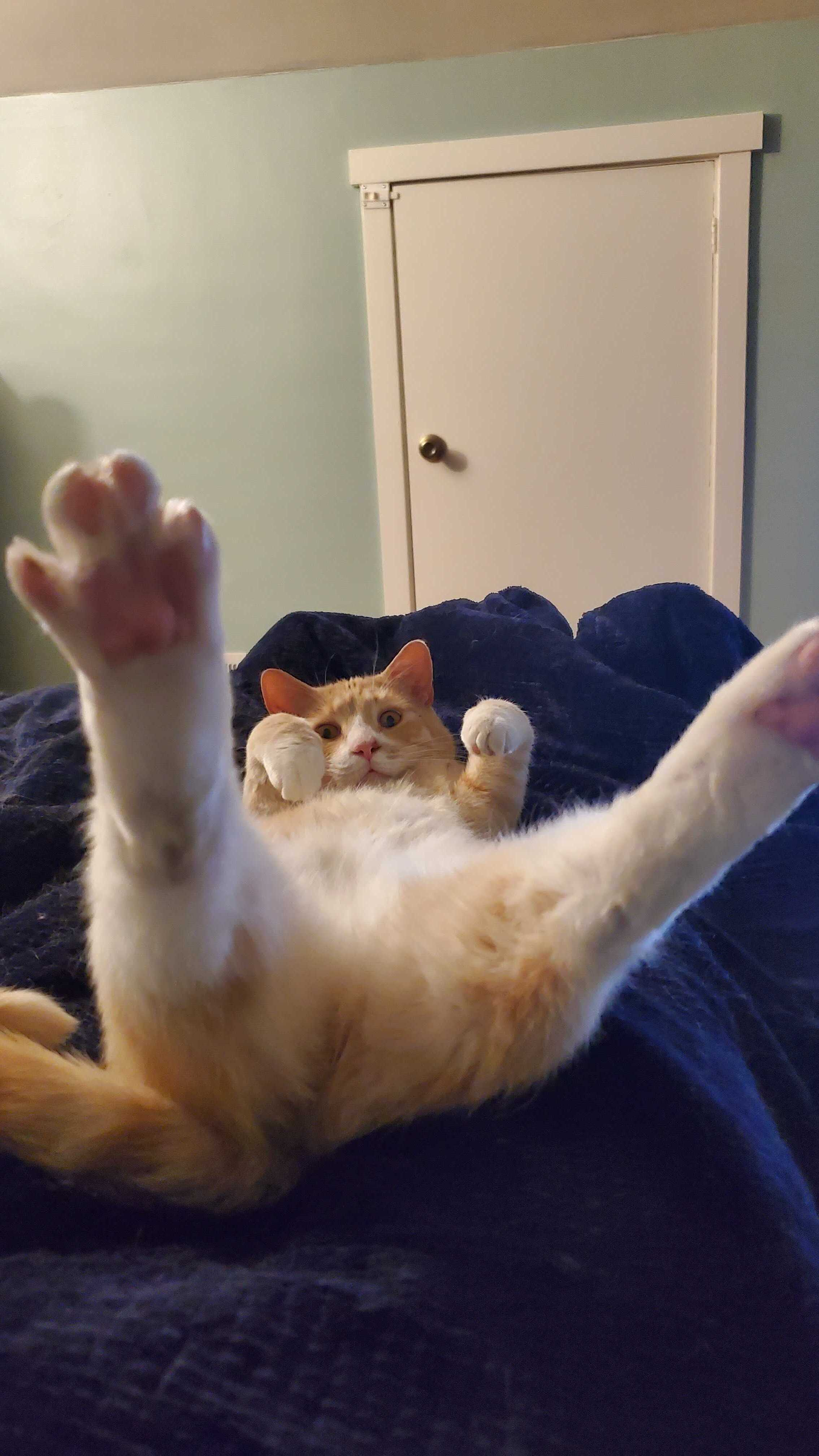 Link, an orange and white cat lounging on a blue blanket with his paws in the air.